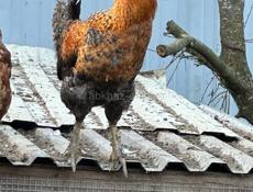 Продам петухов