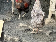 Продам петухов