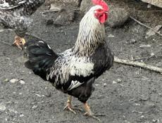 Продам петухов