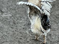 Продам петухов