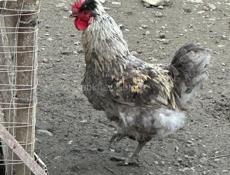 Продам петухов