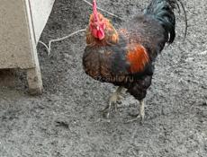Продам петухов