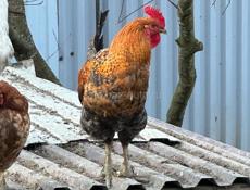 Продам петухов