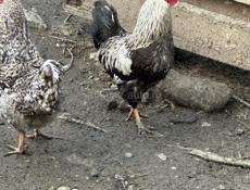 Продам петухов