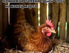 Цыплята Редбро 