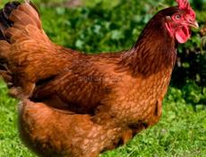 Цыплята Редбро 