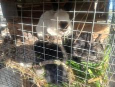 Крольчата пародистые 