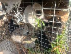 Крольчата пародистые 