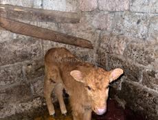 Теленок девочка 