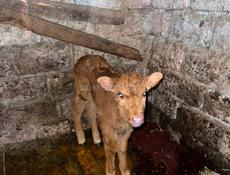 Теленок девочка 