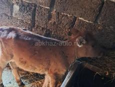 Телёнок тёлка