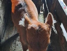 Телёнок тёлка