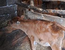 Телёнок тёлка