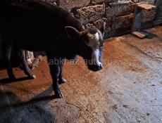 Телёнок бычок