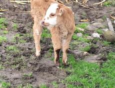 ПРОДАМ ТЕЛЕНКА БЫЧЕК СЕЛО ГАНАХЛЕБА