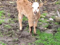 ПРОДАМ ТЕЛЕНКА БЫЧЕК СЕЛО ГАНАХЛЕБА 