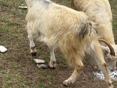 Продам коз 
