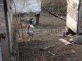 петухи Джаргальские