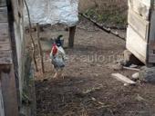 петухи Джаргальские