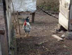 петухи Джаргальские