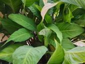 Нужно собрать 2-ва спальных гарнитура