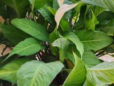 Нужно собрать 2-ва спальных гарнитура