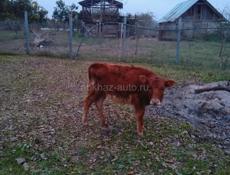 Продаю тёлочка