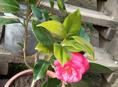Саженцы камелии 