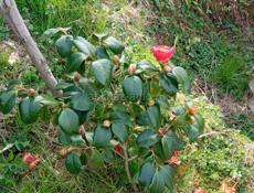 Саженцы камелии 