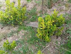 Саженцы камелии 