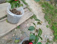 Саженцы камелии 