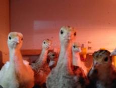 Продам крупных двухнедельных индюшат