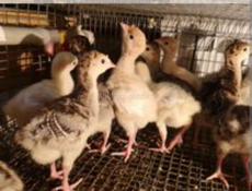 Продам крупных двухнедельных индюшат