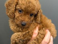 Той и карликовые пудели