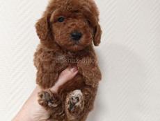 Той и карликовые пудели