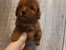 Той и карликовые пудели 