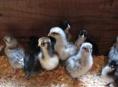 Продам десятидневных  крупных здоровых цыплят . 