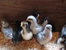 Продам десятидневных  крупных здоровых цыплят . 