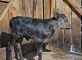Продаётся бычок 