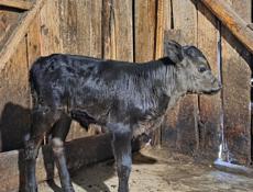 Продаётся бычок 