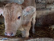 Продаётся бычёк 