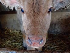 Продаётся бычёк