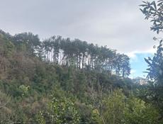 6 сот в г.Гагра