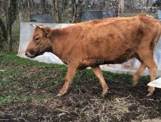 Продаю Корову 