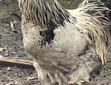 молодые петухи Брама