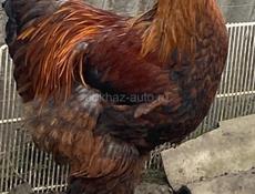 молодые петухи Брама