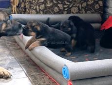Продаются щенки немецкой овчарки