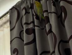 Волнистый попугайчик 