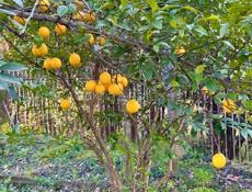 БЕЛЬЭТАЖНЫЙ ДОМ В СУХУМЕ, ВИЭМ