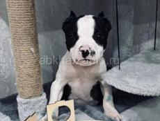 Пит щеночек